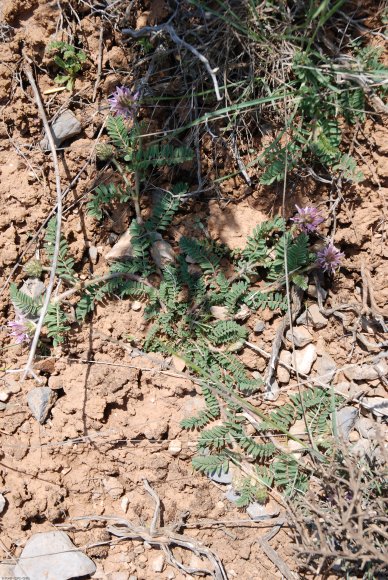 Astragalus glaux L. Fabaceae - Astragale glaux