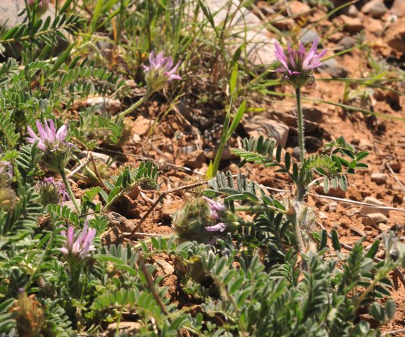 suivi Astragalus glaux