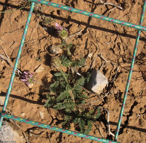 suivi Astragalus glaux