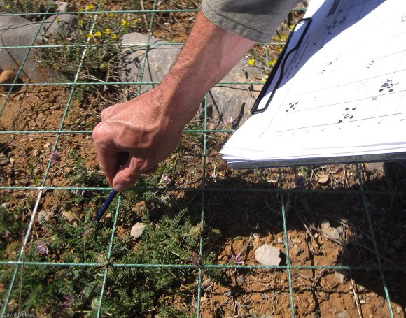 suivi Astragalus glaux