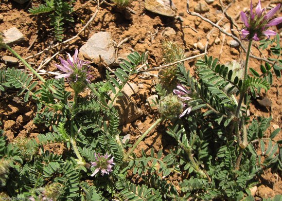 suivi Astragalus glaux