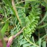 Astragalus monspessulanus L. Fabaceae Astragale de Montpellier