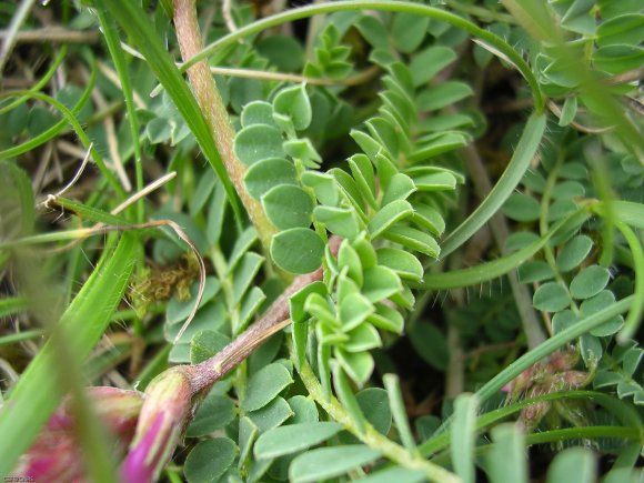 Astragalus monspessulanus L. Fabaceae Astragale de Montpellier