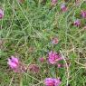 Astragalus monspessulanus L. Fabaceae Astragale de Montpellier