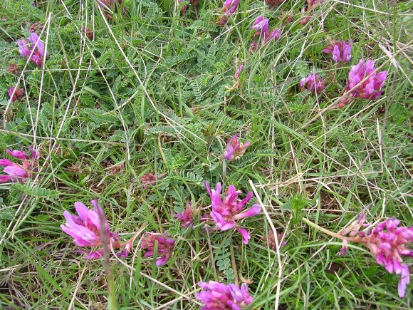 Astragalus monspessulanus L. Fabaceae Astragale de Montpellier