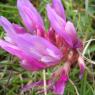 Astragalus monspessulanus L. Fabaceae Astragale de Montpellier