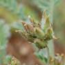 Astragalus stella Gouan Fabaceae - Astragale en étoile