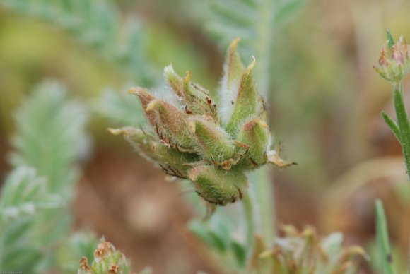 Astragalus stella Gouan Fabaceae - Astragale en étoile