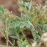 Astragalus stella Gouan Fabaceae - Astragale en étoile