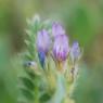 Astragalus stella Gouan Fabaceae - Astragale en étoile