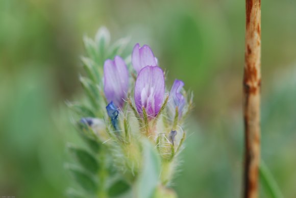 Astragalus stella Gouan Fabaceae - Astragale en étoile