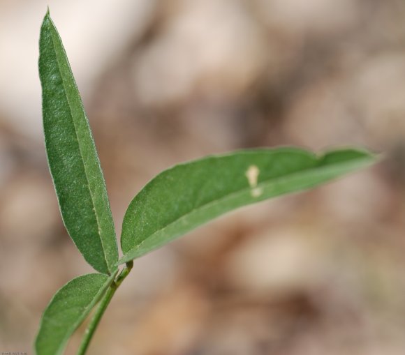 Bituminaria bituminosa (L.)C.H. Stirt. Fabaceae-Psoralée à odeur