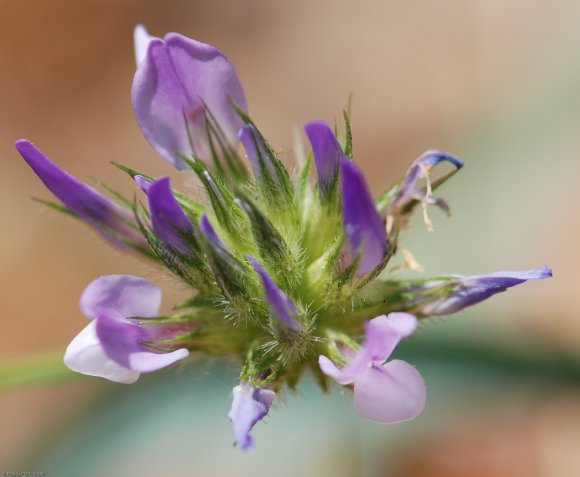 Bituminaria bituminosa (L.)C.H. Stirt. Fabaceae-Psoralée à odeur