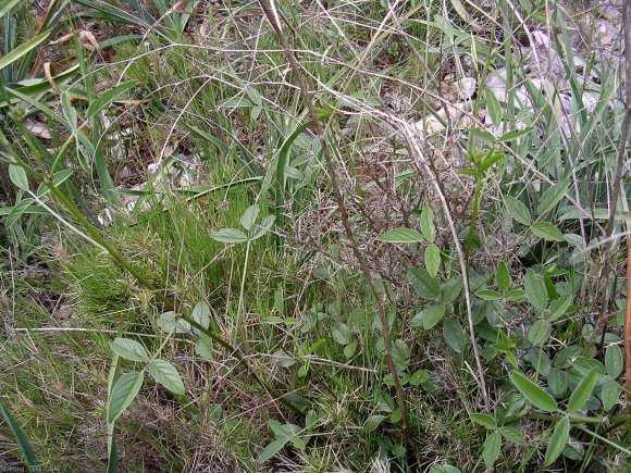 Bituminaria bituminosa (L.)C.H. Stirt. Fabaceae-Psoralée à odeur