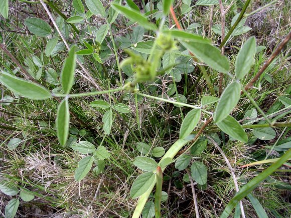 Bituminaria bituminosa (L.)C.H. Stirt. Fabaceae-Psoralée à odeur