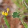Coronilla scorpioides (L.) W.D.J.Koch Fabaceae - 
Coronille queu