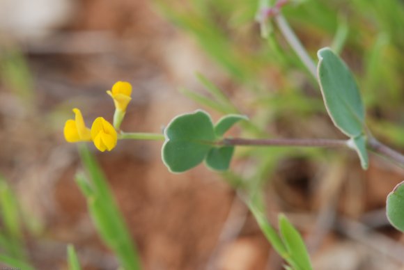 Coronilla scorpioides (L.) W.D.J.Koch Fabaceae - 
Coronille queu