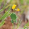 Coronilla scorpioides (L.) W.D.J.Koch Fabaceae - 
Coronille queu