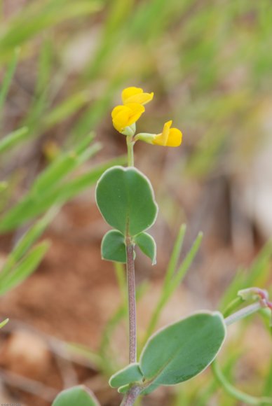 Coronilla scorpioides (L.) W.D.J.Koch Fabaceae - 
Coronille queu