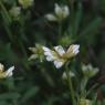 Dorycnium pentaphyllum Scop Fabaceae-Badasse