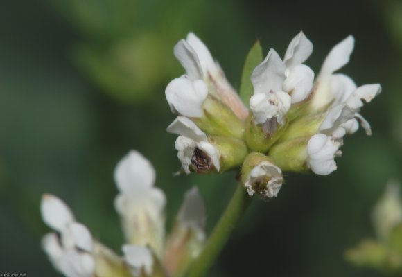 Dorycnium pentaphyllum Scop Fabaceae-Badasse