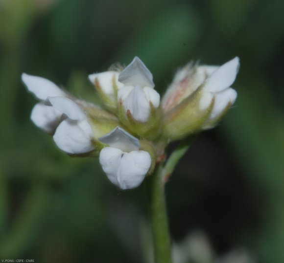 Dorycnium pentaphyllum Scop Fabaceae-Badasse