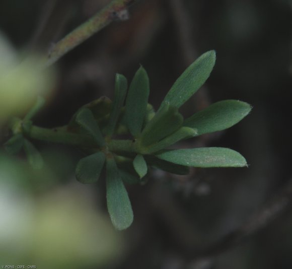 Dorycnium pentaphyllum Scop Fabaceae-Badasse