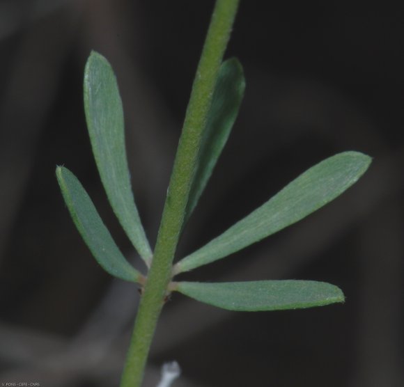 Dorycnium pentaphyllum Scop Fabaceae-Badasse