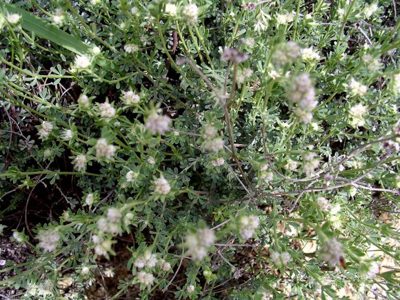 Dorycnium pentaphyllum Scop Fabaceae-Badasse