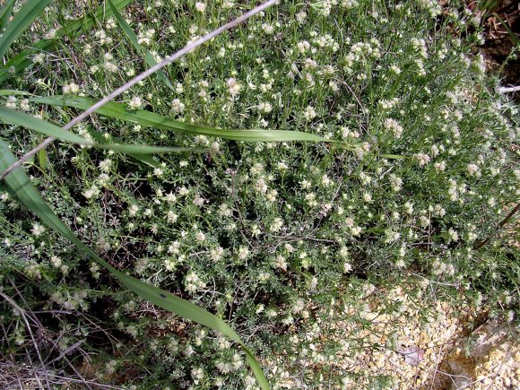 Dorycnium pentaphyllum Scop Fabaceae-Badasse