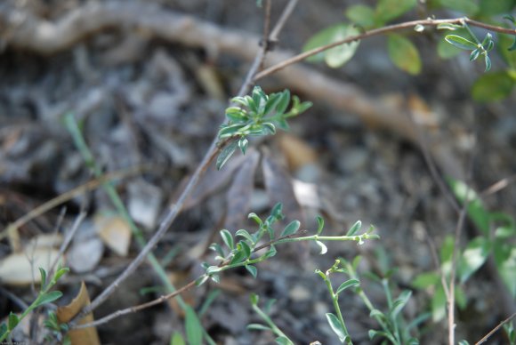 Genista pilosa L. Fabaceae - Genêt poilu