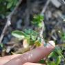 Genista pilosa L. Fabaceae - Genêt poilu