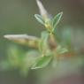 Genista pilosa L. Fabaceae - Genêt poilu