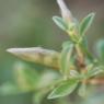 Genista pilosa L. Fabaceae - Genêt poilu