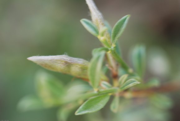 Genista pilosa L. Fabaceae - Genêt poilu