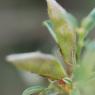 Genista pilosa L. Fabaceae - Genêt poilu