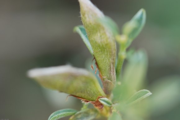 Genista pilosa L. Fabaceae - Genêt poilu