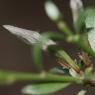 Genista pilosa L. Fabaceae - Genêt poilu