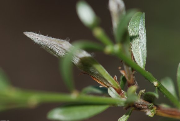 Genista pilosa L. Fabaceae - Genêt poilu