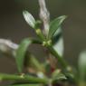 Genista pilosa L. Fabaceae - Genêt poilu