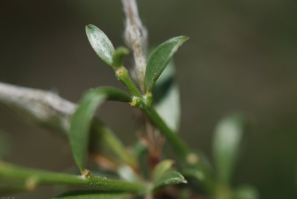 Genista pilosa L. Fabaceae - Genêt poilu