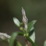 Genista pilosa L. Fabaceae - Genêt poilu
