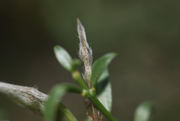 Genista pilosa L. Fabaceae - Genêt poilu