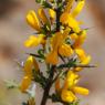 Genista scorpius (L.) DC. Fabacea - Genêt scorpion