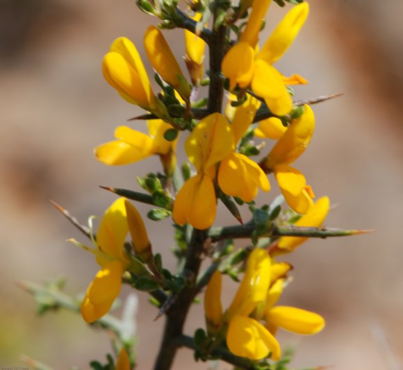 Genista scorpius (L.) DC. Fabacea - Genêt scorpion