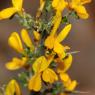 Genista scorpius (L.) DC. Fabacea - Genêt scorpion
