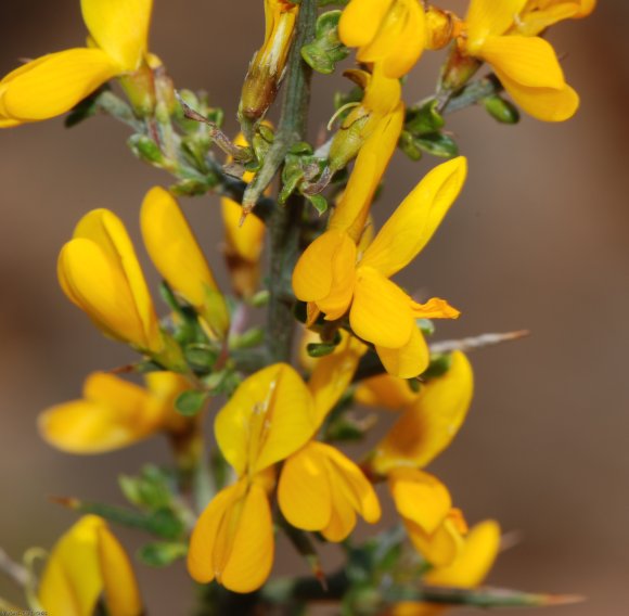 Genista scorpius (L.) DC. Fabacea - Genêt scorpion