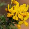 Genista scorpius (L.) DC. Fabacea - Genêt scorpion