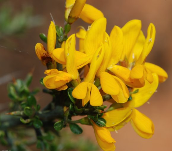 Genista scorpius (L.) DC. Fabacea - Genêt scorpion