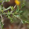 Genista scorpius (L.) DC. Fabacea - Genêt scorpion
